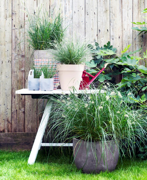 Tuinplant van de Maand September Borstelveergras - Lampenpoetsersgras Verzorgingstips  (Foto Mooiwatplantendoen.nl  op DroomHome.nl)