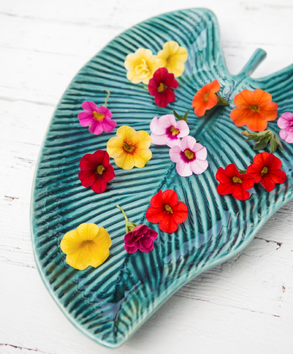 Tuinplant van de Maand April: Kleurrijke Mini-Petunia Bloemen met Petunia Verzorging Tips. (Foto Mooiwatplantendoen.nl  op DroomHome.nl)