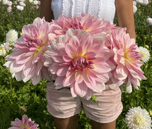 Grote dahlia bloemen (Foto: FAM Flower Farm  op DroomHome.nl)