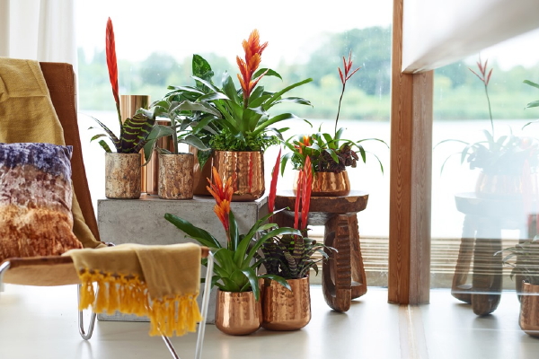 Woonplanten & Kamerplanten Tips: Bromelia - Kleurrijke Makkelijke Plant in de Verzorging - MEER Interieur & Planten Trends.. (Foto Bromelia.info  op DroomHome.nl)