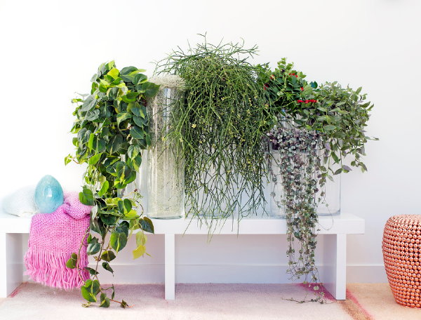 Hangplanten Woonplant van de Maand: Aeschynanthus, Tillandsia Usneoides (Spaanse Mos), Ceropegia Woodii, Tradescantia (Vaderplant), Asparagus, Rhipsalis, Cissus en Columnea Kamerplanten