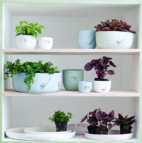 Woonplant van de Maand April: Pittige Peperomi – Peperplant Kun je Niet Eten. Meer Interieur & Planten Trends..   (Foto Mooiwatplantendoen.nl  op DroomHome.nl)