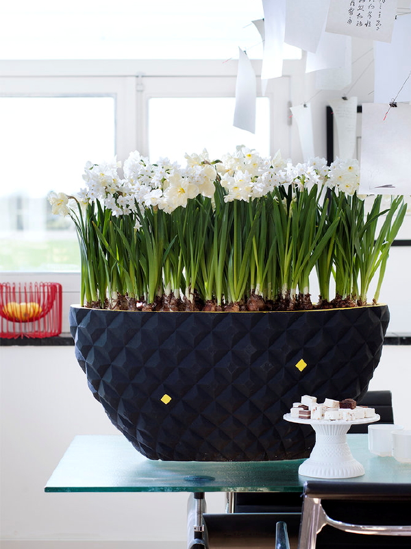 Narcis - Woonplant van de Maand Februari 2016 - Lentebloeier met Narcis Verzorgingstips - Meer Interieur & Planten... (Foto Mooiwatplantendoen.nl  op DroomHome.nl)