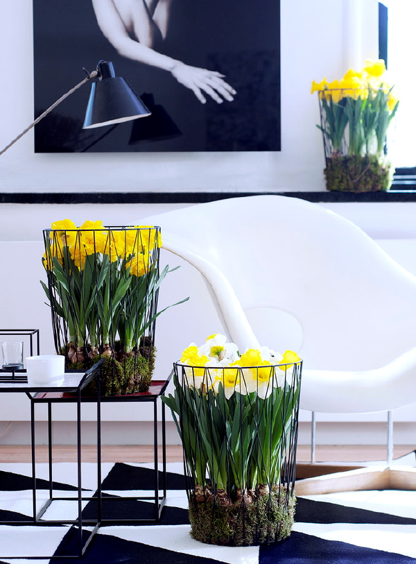 Narcis - Woonplant van de Maand Februari 2016 - Lentebloeier met Narcis Verzorgingstips - Bolplanten. (Foto Mooiwatplantendoen.nl  op DroomHome.nl)