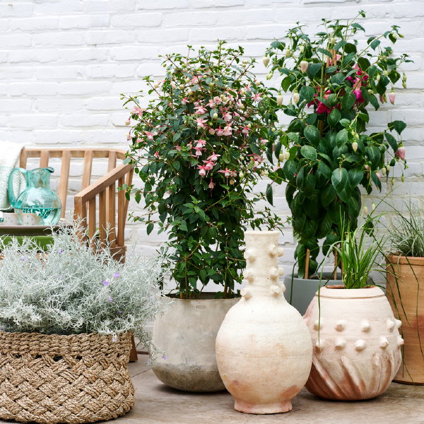 Woontrends 2023 Collecting Memories – Fuchsia’s in terracotta plantenpotten en tuinvazen (Foto: Groenbranche  op DroomHome.nl)