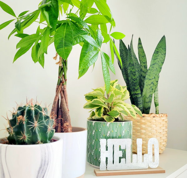 Planten in je interieur (Foto: Jennifer Henczel, Pexels  op DroomHome.nl)