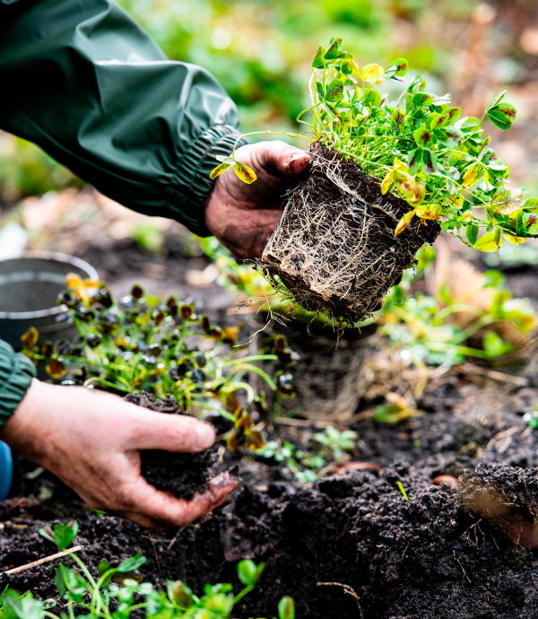 Intratuin tuinklussen in het voorjaar: Tuinplanten poten in de grond (Foto: Intratuin  op DroomHome.nl)