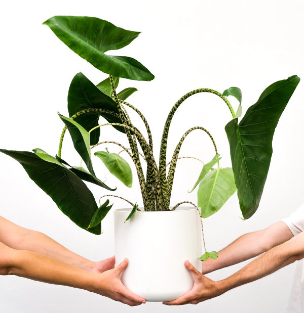 Leuke kamerplant – Alocasia Zebrina, Olifantsoor plant (Foto: Feey, Unsplash  op DroomHome.nl)