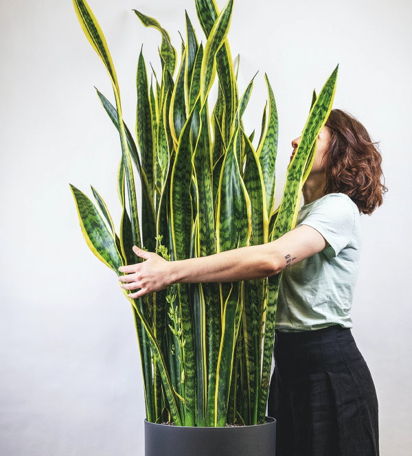 Leuke kamerplant – Sansevieria Laurentii (Foto: Feey, Unsplash  op DroomHome.nl)