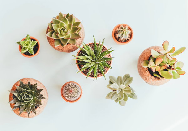 Leuke kamerplanten – Cactussen en vetplanten, Succulenten (Foto: Annie Spratt, Unsplash  op DroomHome.nl)