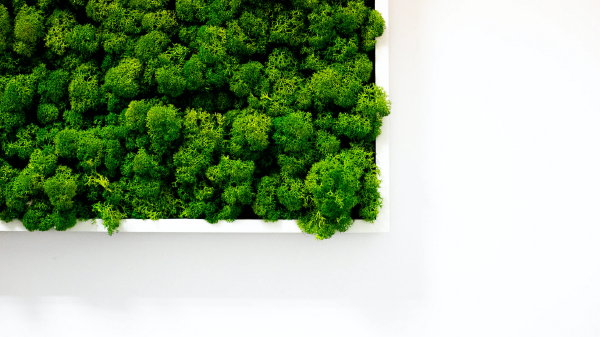 Planten in je interieur – mos schilderij paneel (Foto: Robert Stemler, Unsplash  op DroomHome.nl)