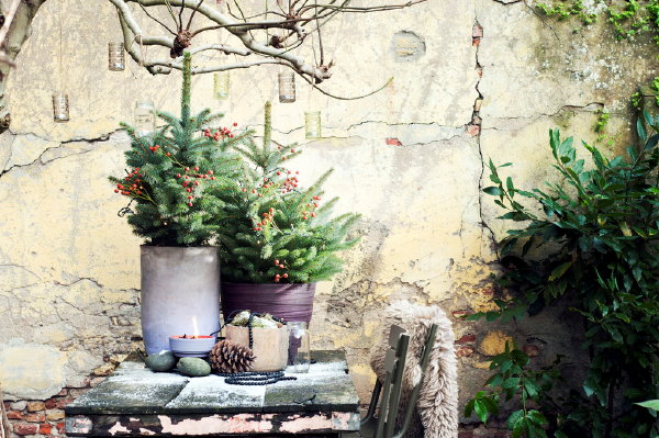 Tuinplant van de Maand December Fijnspar in Plantenbakken en Verzorging – MEER Tuinplanten Trends...   (Foto Mooiwatplantendoen.nl  op DroomHome.nl)