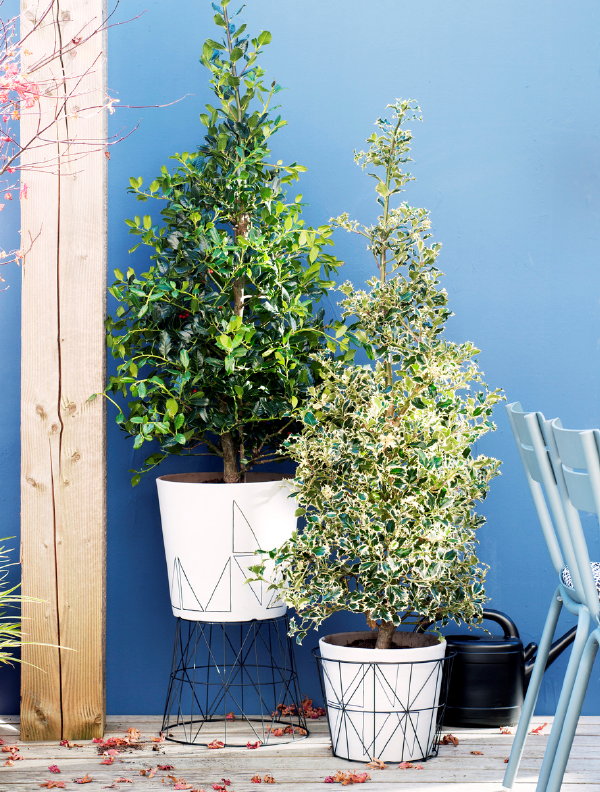 Tuinplant van de Maand November Hulst met Planten Verzorging Tips.   (Foto Mooiwatplantendoen.nl  op DroomHome.nl)