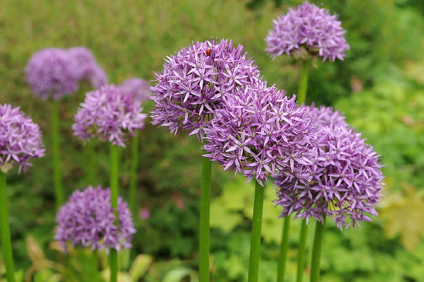 Sierui Bloembol van het Jaar 2017 - MEER Tuinplanten... (Foto Bulb.com  op DroomHome.nl)