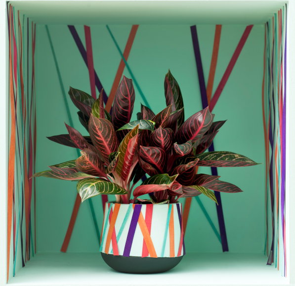 Aglaonema - Woonplant van de Maand Oktober met Plant Verzorging Tips – MEER Kamerplanten… (Foto Mooiwatplantendoen.nl  op DroomHome.nl)