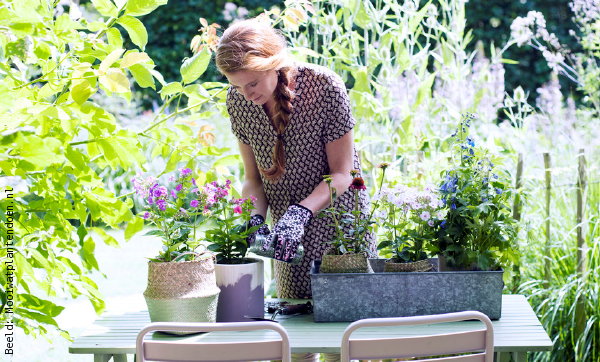 Tuinplanten Overzicht: Alles over Terras, Balkon & Tuinplanten – Zomerbloeiers en Winterharde Tuinplanten Informatie & Verzorgingstips (Foto Mooiwatplantendoen.nl  op DroomHome.nl)