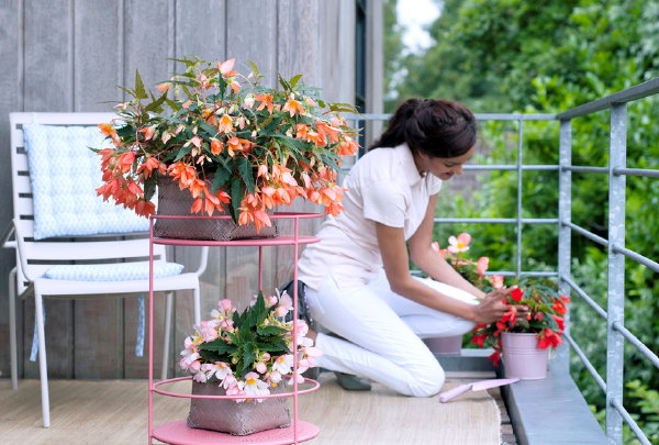 Balkonplant Van het Jaar 2017: Hangbegonia – Kleurrijke Begonia met Verzorging Tips – MEER Balkon en Terrasplanten… (Foto Mooiwatplantendoen.nl  op DroomHome.nl)