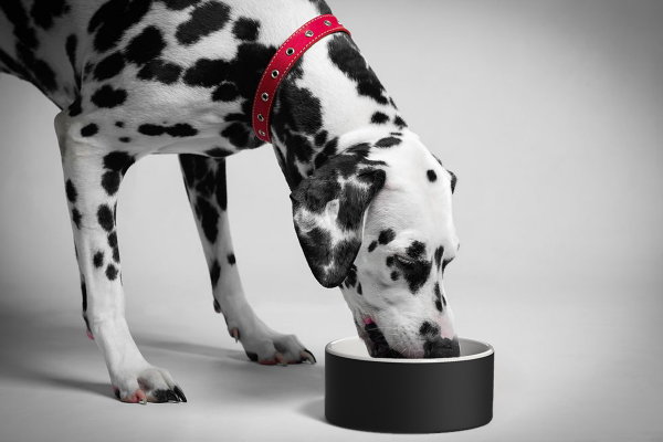 Huisdieren Design Magisso Drinkbak en Voerbak voor Katten en Honden, de Magisso Cooling Ceramic Pet Bowl – MEER Huisdieren Tips… (Foto Magisso  op DroomHome.nl)