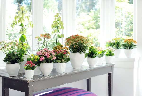 Kamerplant Kalanchoe en Interieur Tips – MEER Woonplanten Trends… (Foto Mooiwatplantendoen.nl  op DroomHome.nl)