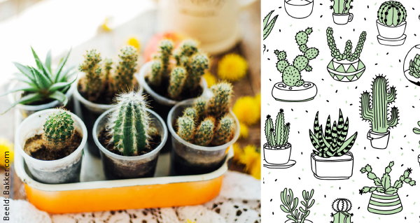 Welke Woonplanten en Kamerplanten Passen in Jouw Interieurstijl? Planten Tips Voor Bohemian Interieur, Landelijk Wonen, Minimalistische Stijl en een Industriële Inrichting (Foto Cactussen en Behang Bakker.com  op DroomHome.nl)