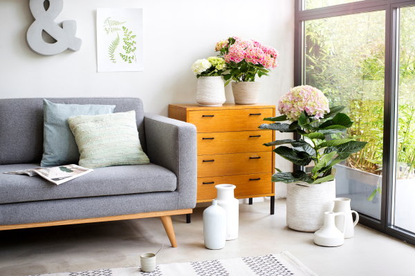 Planten en Woontrends - Hortensia Plant Brengt Balans in het Interieur, met Hydrangea Kamerhortensia in Witte en Roze Kleur. (Foto Hydrangeaworld.com  op DroomHome.nl)