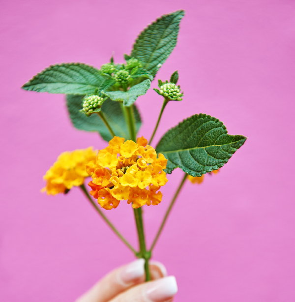 Terrasplant Van het Jaar 2017: Lantana in Potten en Plantenbakken. (Foto Mooiwatplantendoen.nl  op DroomHome.nl)