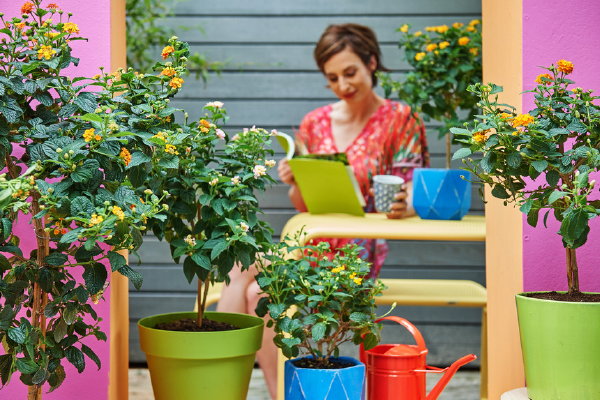 Terrasplant Van het Jaar 2017: Lantana met Lantana Plantverzorging en Snoeien Tips – MEER Planten Inspiratie… (Foto Mooiwatplantendoen.nl  op DroomHome.nl)