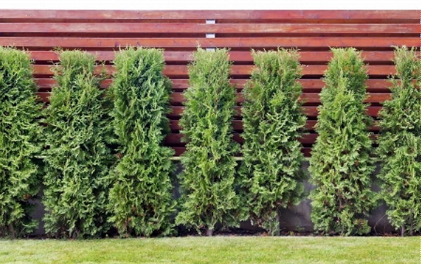 Welke Haagplant Past Het Beste Bij Jouw Tuin? – Conifeer Thuja Brabant als Groenblijvende Haagplant (Foto 123rf.com  op DroomHome.nl)