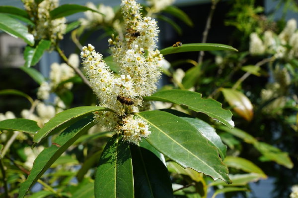 Welke Haagplant Past Het Beste Bij Jouw Tuin? – Laurier Laurus Nobilis als Groenblijvende Haagplant (Foto 123rf.com  op DroomHome.nl)