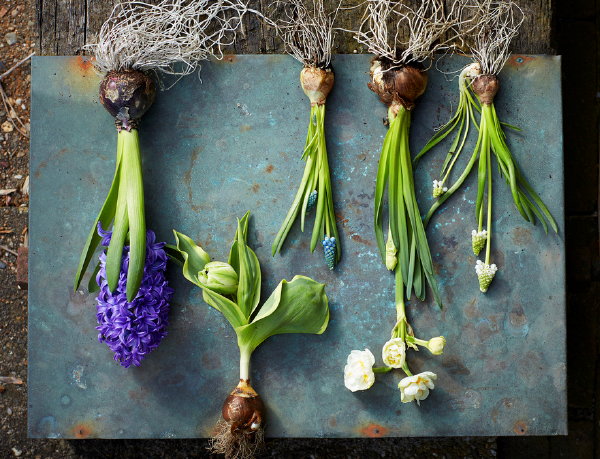 Tuinplant van de Maand Februari: Voorjaarsbol op Pot, Bol op Pot voor Binnen, Terras en Balkon – Bol op Pot Verzorging Tips. (Foto Mooiwatplantendoen.nl  op DroomHome.nl)