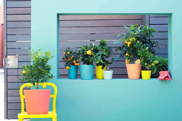 Tuinieren met Terrasplanten en Balkonplanten – Kleurrijke Bloempotten en Plantenbakken op het Terras. (Foto Mooiwatplantendoen.nl op DroomHome.nl)