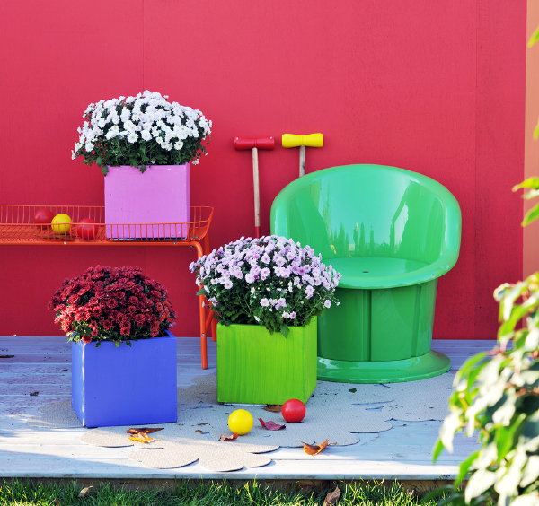 Bolchrysant – Tuinplant van de Maand September – Bolchrysant Binnen en Buiten in Planten- en Bloembakken. (Foto Mooiwatplantendoen.nl  op DroomHome.nl)