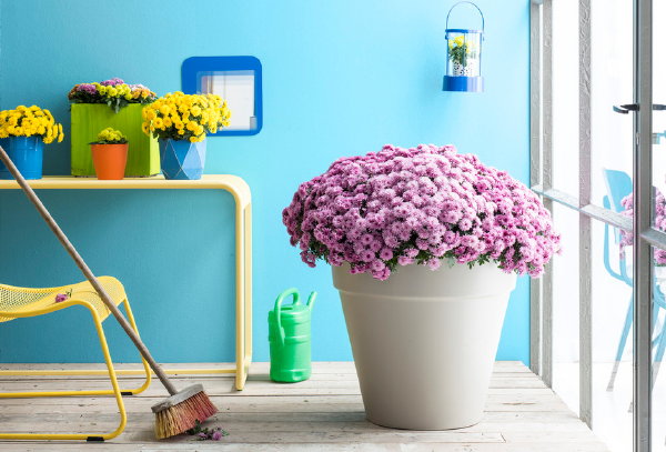 Bolchrysant – Tuinplant van de Maand September – Chrysanthemum, met Chrysant Verzorging en Snoei Tips. – MEER Tuinplanten Inspiratie.. (Foto Mooiwatplantendoen.nl  op DroomHome.nl)