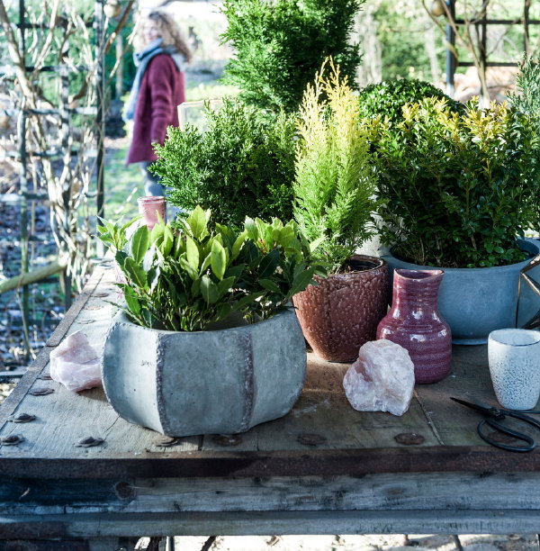 Tuinplant van de Maand December: Kerstplanten - Buxus, Laurus en Chamaecyparis met Verzorging en Snoeien Tips – MEER Tuinplanten… (Foto Mooiwatplantendoen.nl  op DroomHome.nl)