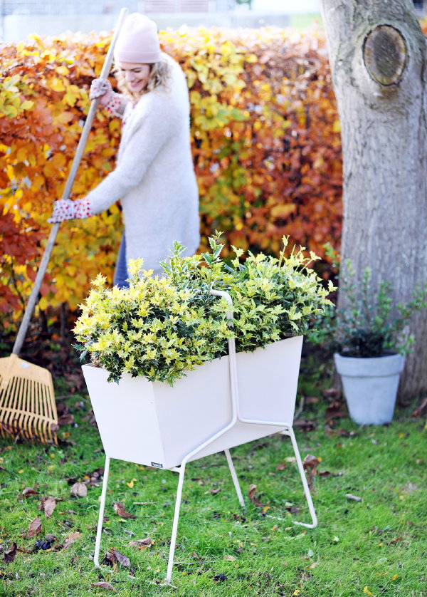 Schijnhulst – Tuinplant van de Maand November – Osmanthus, Schijnhulst Plant in de Volle Grond, in Bakken en Potten voor op Terras en Balkon. (Foto Mooiwatplantendoen.nl  op DroomHome.nl)