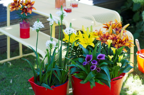 Zomerbollen op Pot – Tuinplant van de Maand Juli met Zantedeschia, Lelie en Ornithogalum en Plantverzorging Tips.(Foto Mooiwatplantendoen.nl  op DroomHome.nl)