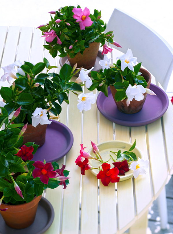 Tuinplant van de Maand Mei: Mandevilla, ook wel Chileense Jasmijn Genoemd – Mandevilla Plant is een Kleurrijke Klimheester. (Foto Mooiwatplantendoen.nl  op DroomHome.nl)