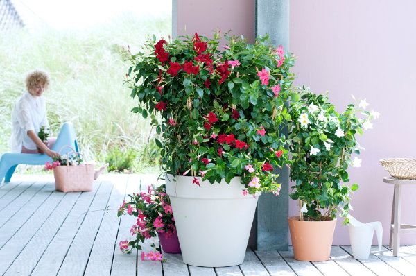 Tuinplant van de Maand Mei: Mandevilla, ook wel Chileense Jasmijn Genoemd – Mandevilla Planten Verzorging en Snoeien Tips - MEER Tuinplanten Tips… (Foto Mooiwatplantendoen.nl  op DroomHome.nl)