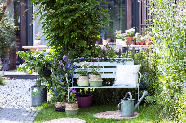 Tuinplant van de Maand Juni: Zomerbloeiende Vaste Planten – Winterharde Echinacaea, Phlox en Delphinium, Ridderspoor Planten Verzorging en Overhouden Tips - MEER Tuinplanten Tips… (Foto Mooiwatplantendoen.nl  op DroomHome.nl)