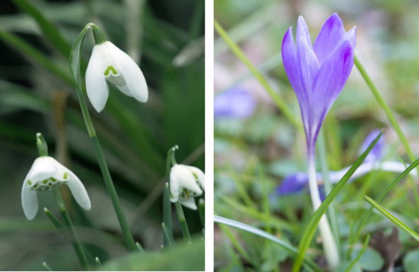 Bloembollen Planten voor een Feestelijk Voorjaar – Sneeuwklokjes en Krokussen (Foto Ibulb.com  op DroomHome.nl)