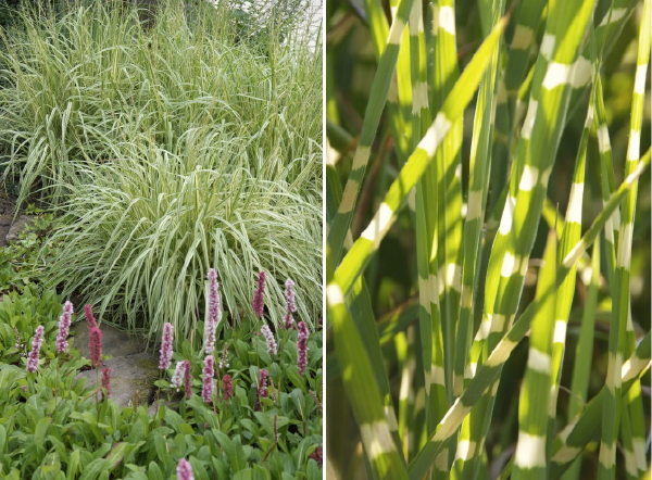 Siergrassen als Tuinplanten in de Tuin – Siergras Molinia caerulea 'Variegata' en Miscanthus sinensis 'Zebrinus'.  (Foto Perennialpower.nl  op DroomHome.nl)