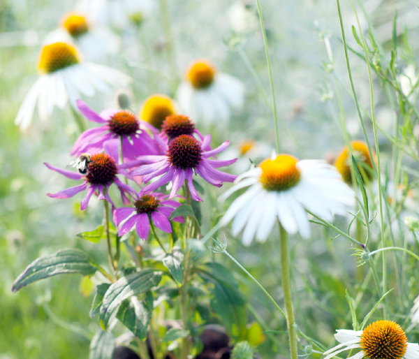 Tuinplanten Tips – Vaste Planten in de Zon – Tuinplanten die Goed tegen warmte en Droogte Kunnen als de Echinacea. (Foto Perennial Power  op DroomHome.nl)