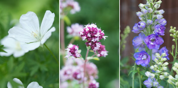 Tuinplanten Tips – Vaste Planten in de Zon – Tuinplanten die Goed tegen warmte en Droogte Kunnen: Spoorbloem, Blauwe Distel, Kattenkruid, Bloedooievaarsbek, Salie, Marjolein en Vuurpijl – MEER Tuinplanten Inspiratie… (Foto Perennial Power  op DroomHome.nl)