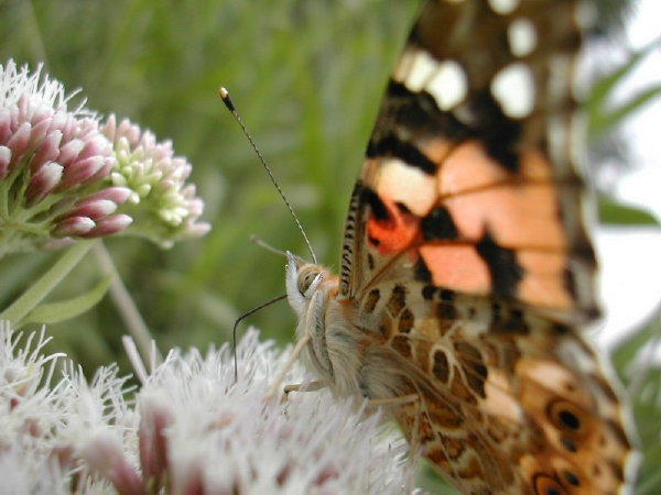 Tuinplanten: Vaste Planten, Wat Zijn Dat? (Foto: Achillea Plant en Vlinder, Mooiwatplantendoen.nl  op DroomHome.nl)