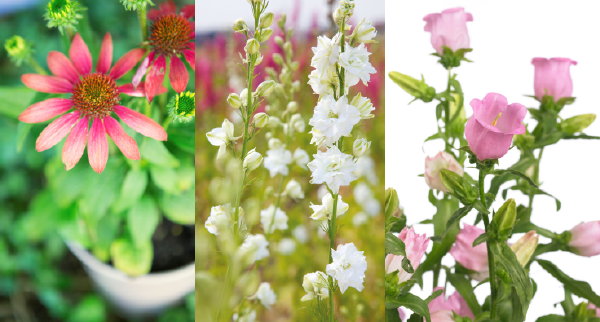 Tuinplanten: Vaste Planten, Wat Zijn Dat? – MEER Tuinplanten… (Foto: Campanula, Ridderspoor en Echinacea, Mooiwatplantendoen.nl  op DroomHome.nl)