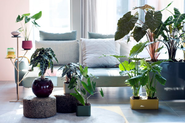 Kamerplanten Trends: Alocasia Woonplant van de Maand September in Bloempotten. (Foto Mooiwatplantendoen.nl  op DroomHome.nl)