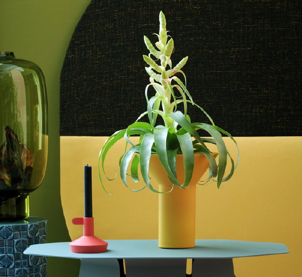 Planten & Interieur Trends: Bromelia – Woonplant van de Maand Maart met Bromelia - Guzmania, Aechmea, Tillandsia, Vriesea en Ananas Verzorging Tips – MEER Planten Inspiratie… (Foto Mooiwatplantendoen.nl  op DroomHome.nl)