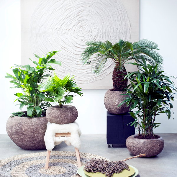 Woonplant van de Maand Februari: Exclusieve Palmen - Cycas, Livistona, Caryota en Rhapis Planten Verzorging Tips – MEER Planten & Interieur Ideeen… (Foto Mooiwatplantendoen.nl  op DroomHome.nl)