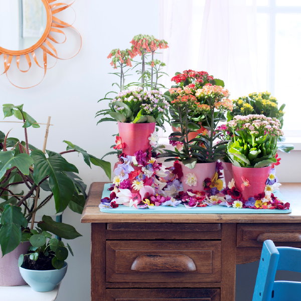 Woonplant van de Maand Juli: Plant Kalanchoë in Plantenpotten. (Foto Mooiwatplantendoen.nl  op DroomHome.nl)