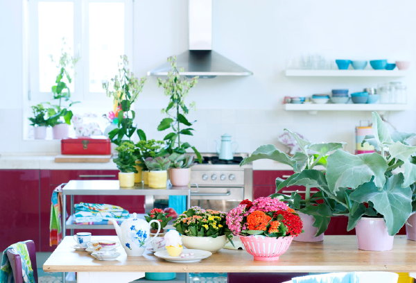 Woonplant van de Maand Juli: Kalanchoë met Plantverzorging Tips – MEER Planten Trends… (Foto Mooiwatplantendoen.nl  op DroomHome.nl)